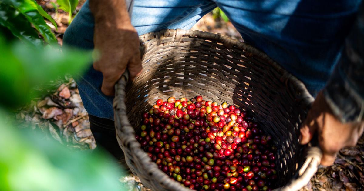 USDA propone autorizar importación de café verde a Puerto Rico