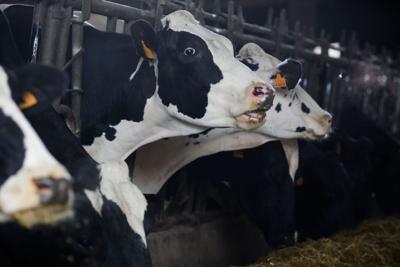Hasta 36 ganaderías de vacas en EEUU tienen gripe aviar