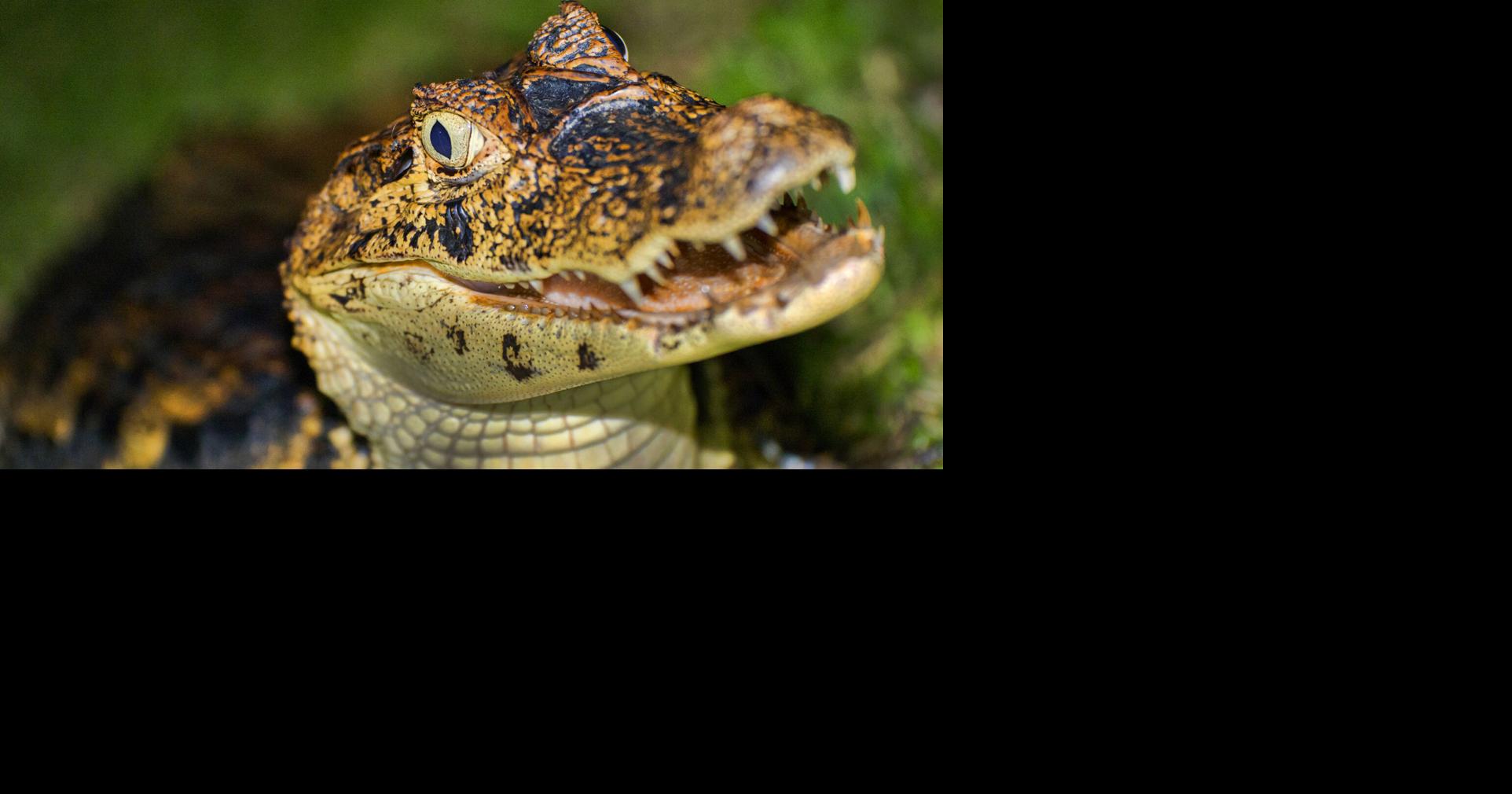 | El momento fue compartido en redes sociales por el capturador de serpientes José 