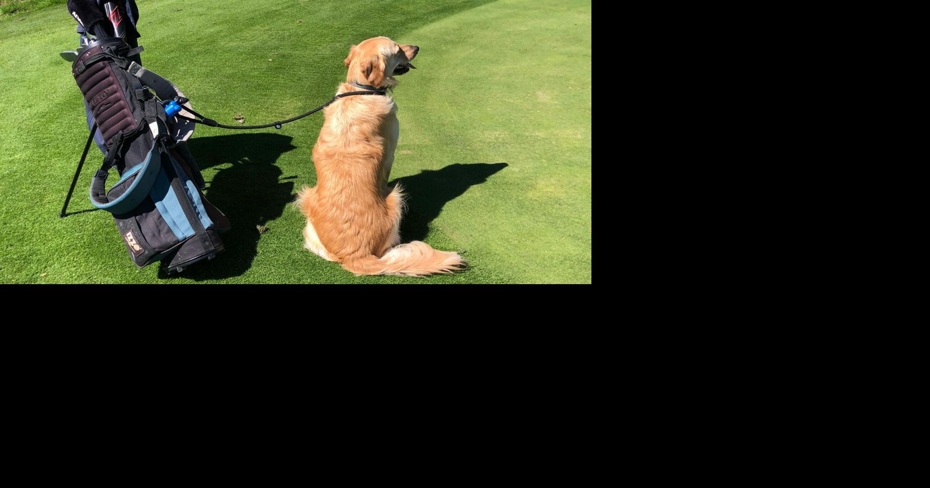 ⛳  El “Guau Golf Championship” buscará recaudar fondos para perros y gatos sin hogar en la Isla