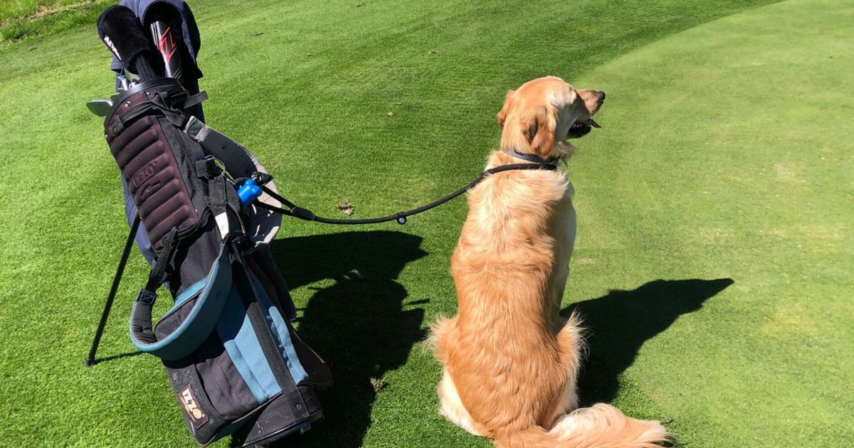 Guayama acogerá torneo de golf benéfico para ayudar a animales rescatados