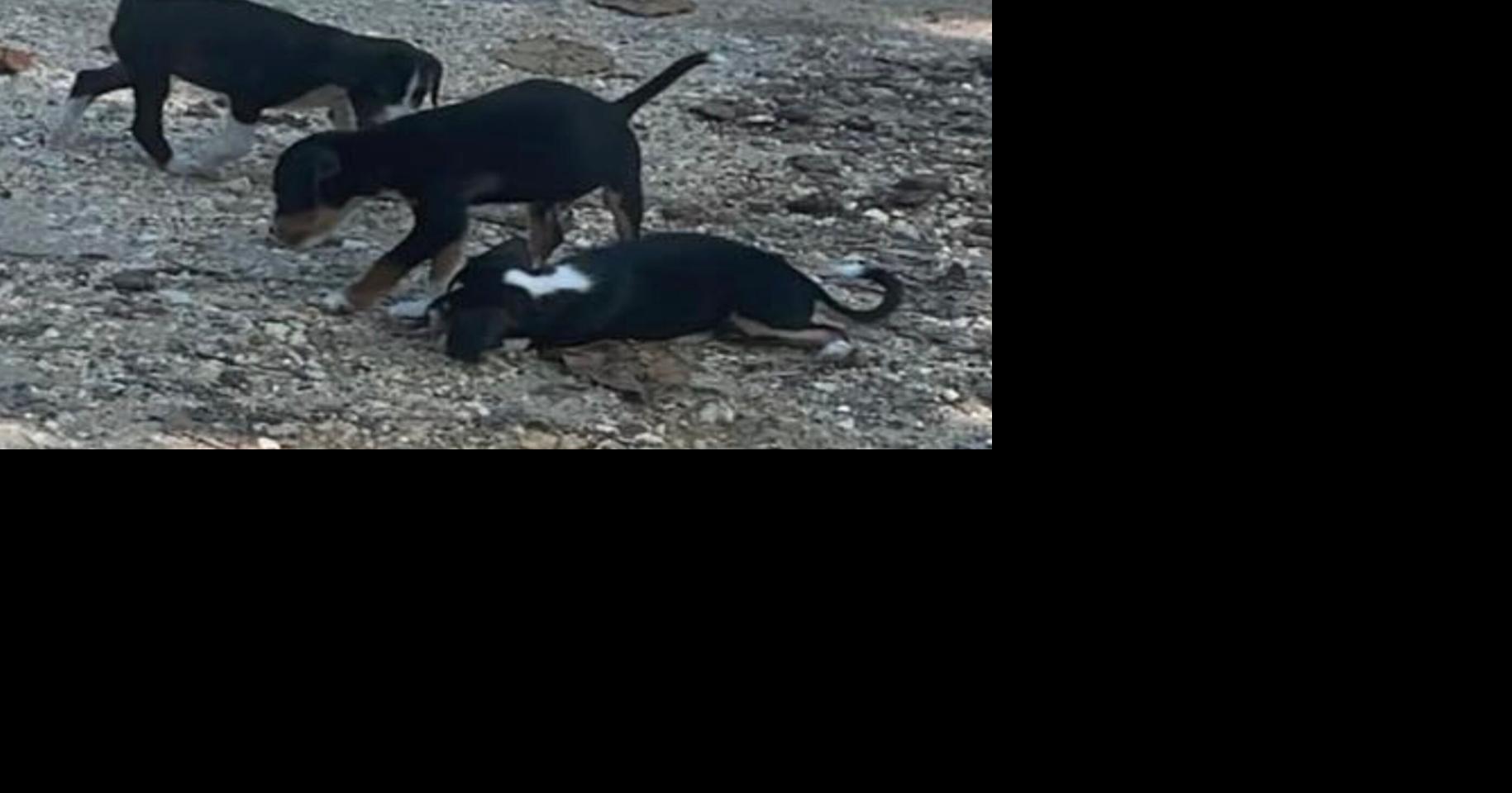 Alcalde de Isabela denuncia abandono de cachorros cerca del Túnel de Guajataca