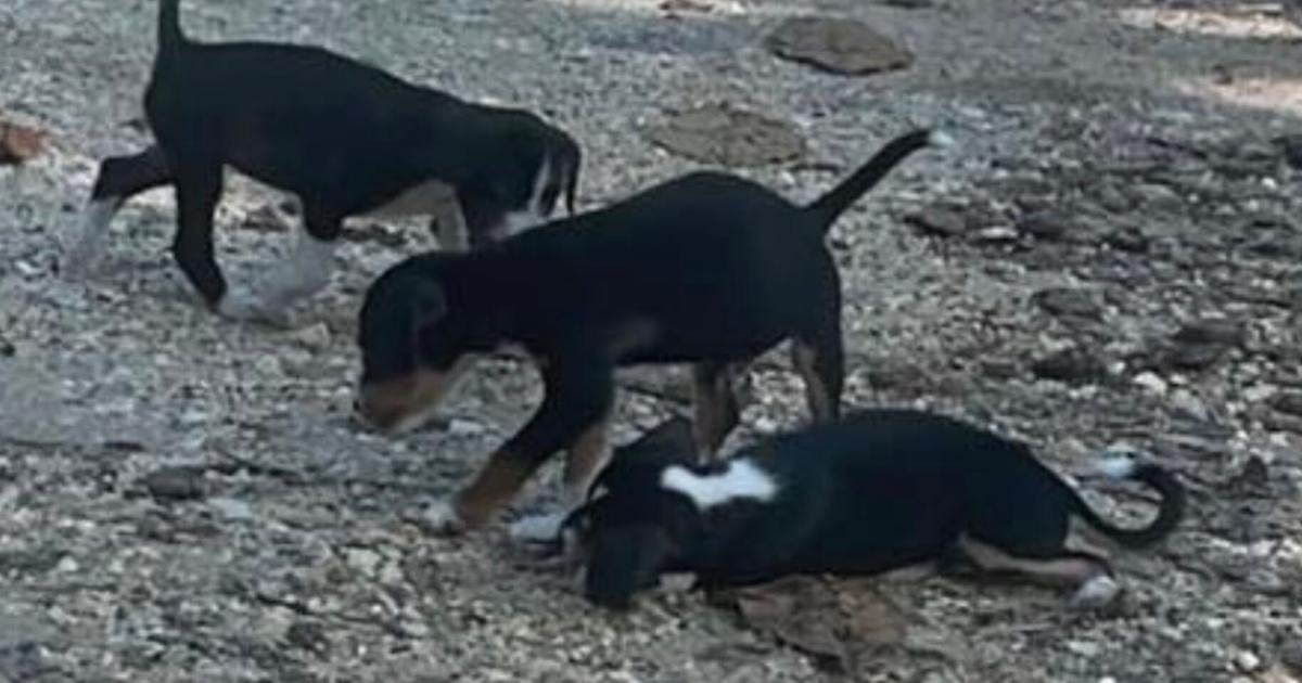Alcalde de Isabela denuncia abandono de cachorros cerca del Túnel de Guajataca