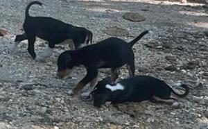 Imagen de la cobertura de: Denuncian abandono de perritos en el Túnel de Guajataca