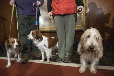 Westminster Dog Show