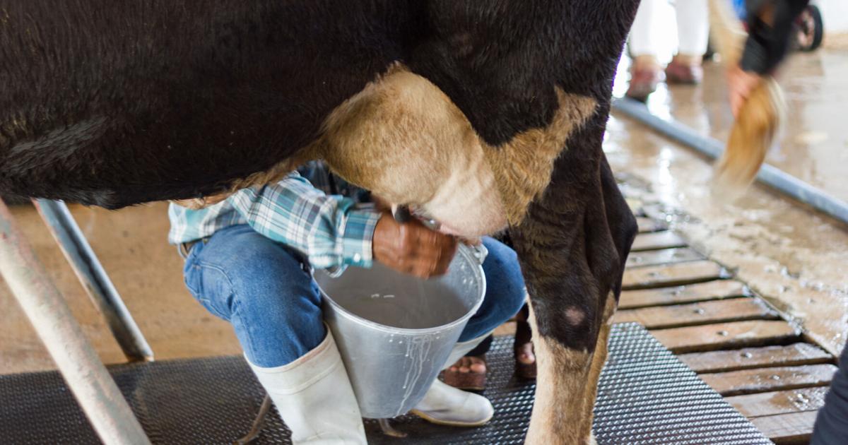 Crece el interés por la leche cruda pese a advertencias de salud