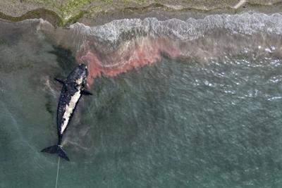 Aumentan a 30 las ballenas muertas en el Atlántico Sur