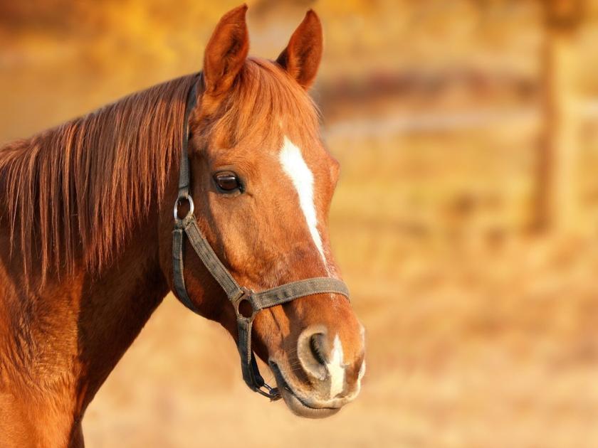 FDA Urges Discontinuation of Horse Medicine as Treatment for Covid-19 |  Health