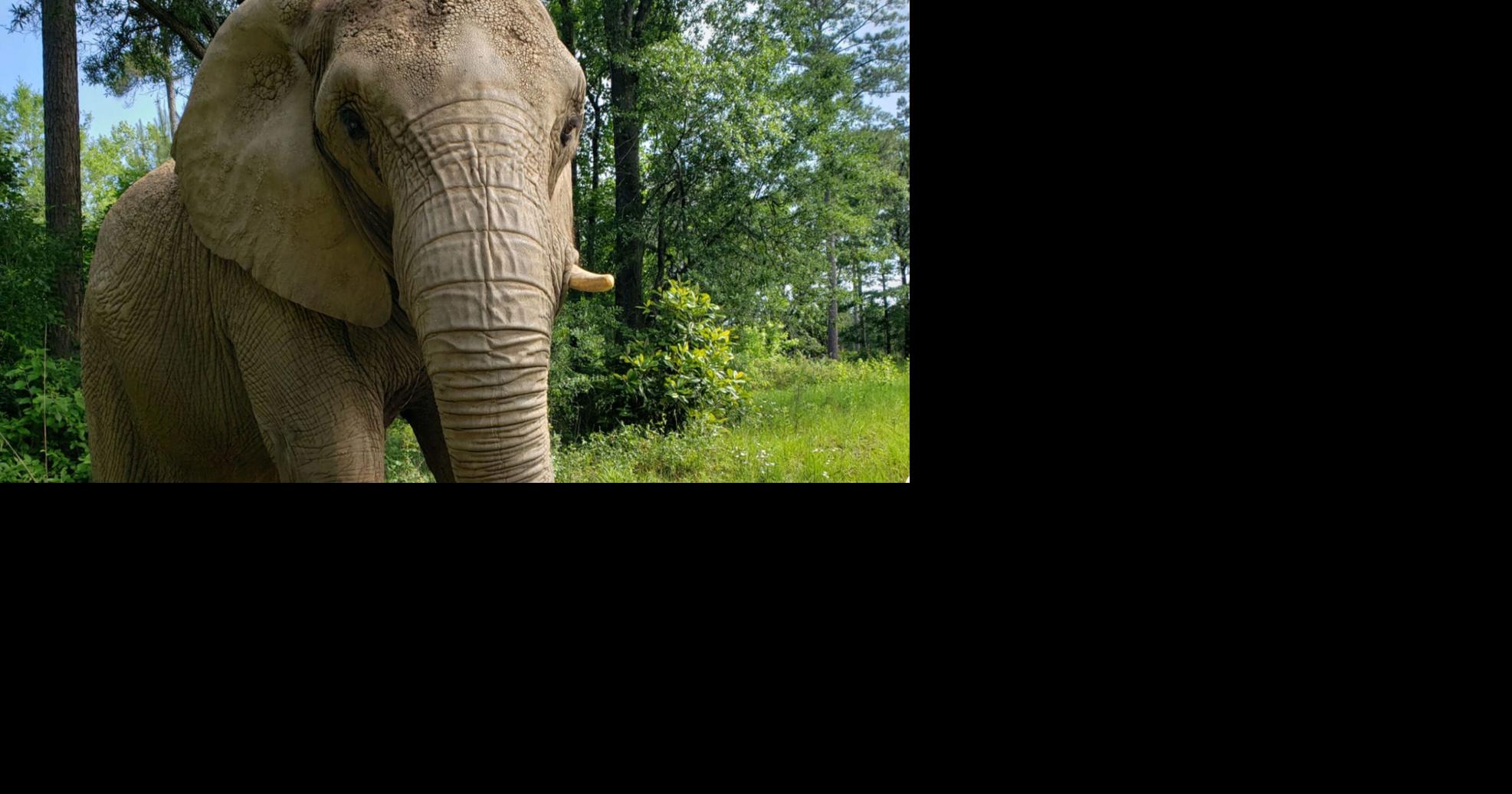 Mundi, la elefante de Mayagüez, celebra tres años de libertad en santuario de Georgia