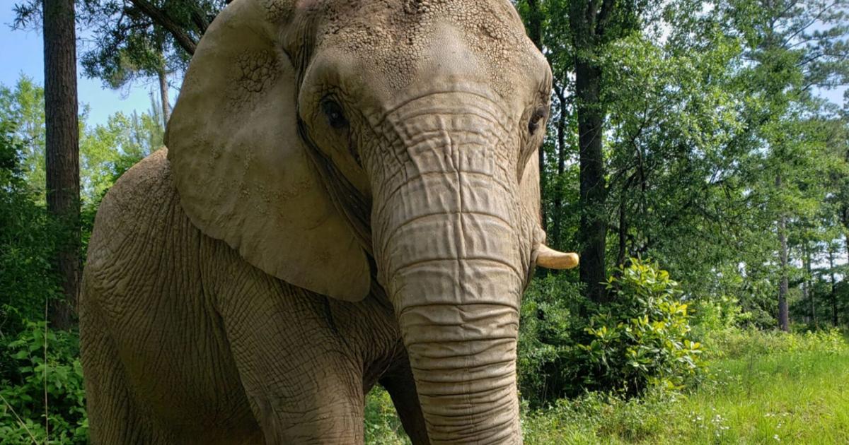 Mundi, la elefante de Mayagüez, celebra tres años de libertad en santuario de Georgia