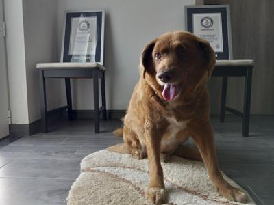 Guinness World Records suspende título de perro más viejo