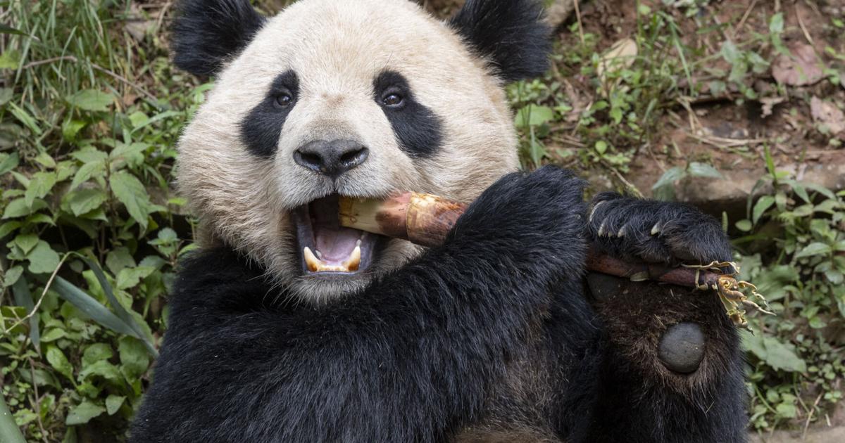 Dee Panda Una pareja de pandas gigantes viajará de China a San Diego | Estados ...