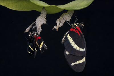 Estudio de la UPR sobre mariposas publica en prestigiosa revista científica