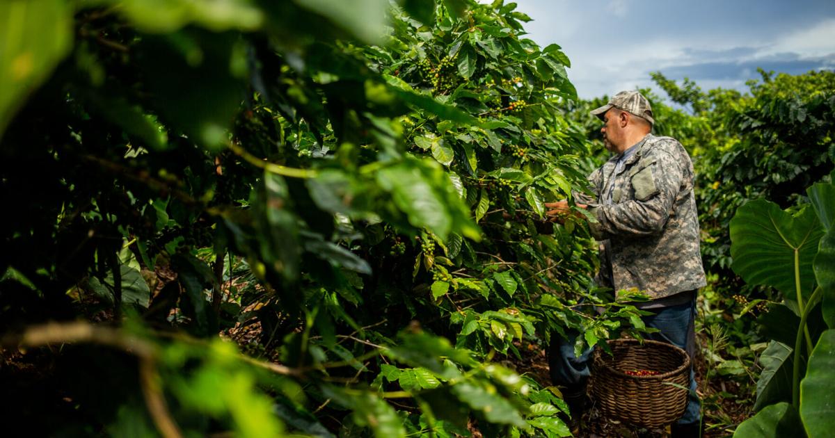 Procafé pide a DACO aumentar el precio mínimo del café de $18 a $23 por almud