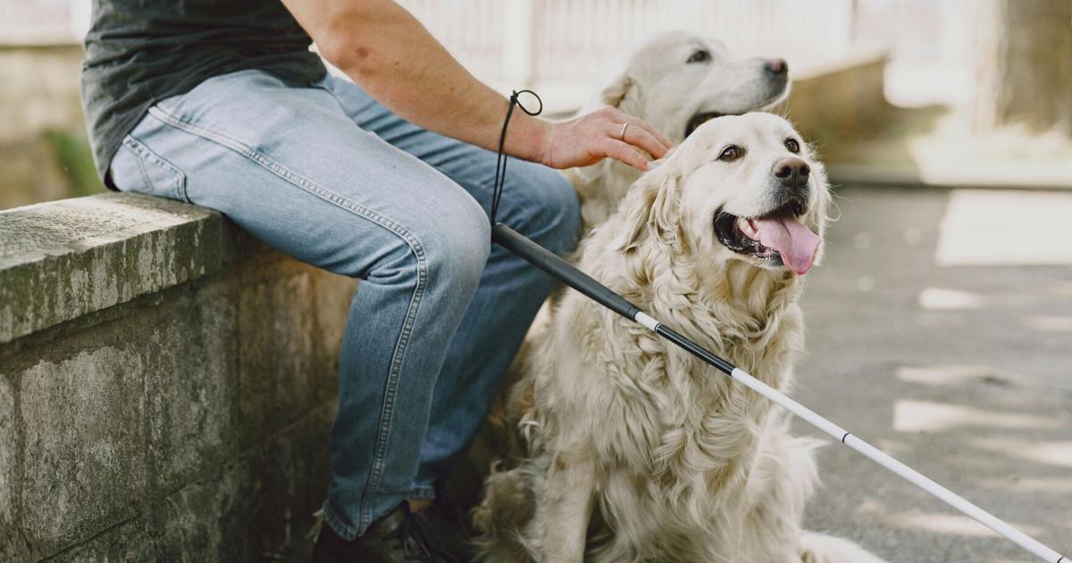VIDEO: Perros guía, un derecho protegido por ley que aún enfrenta barreras