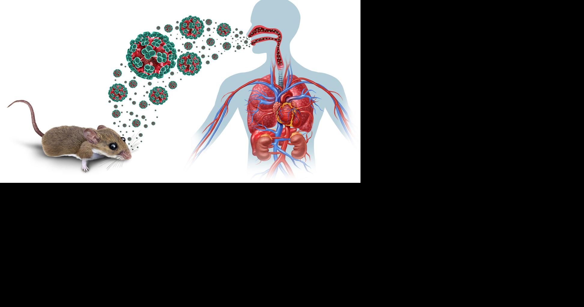 Atentas las autoridades médicas locales al desarrollo de casos de Hantavirus