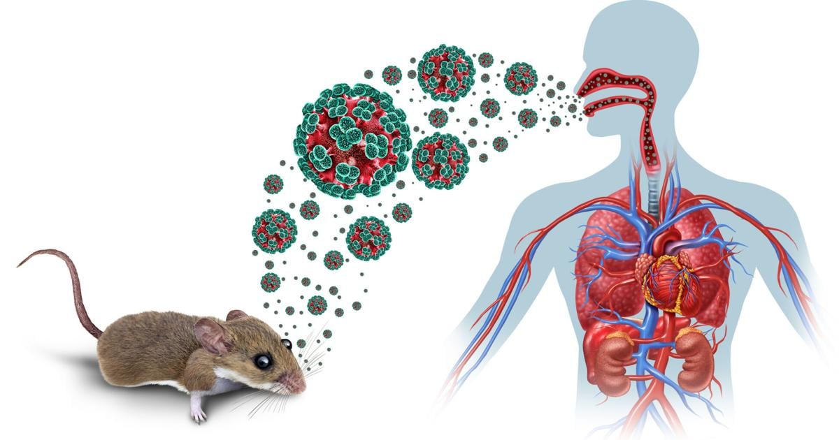 Atentas las autoridades médicas locales al desarrollo de casos de Hantavirus