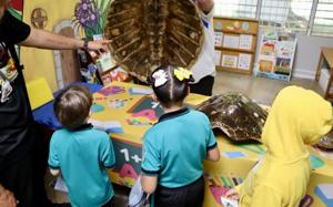 Imagen de la cobertura de: DRNA ofrece charla a estudiantes de Utuado sobre conservación de tortugas marinas