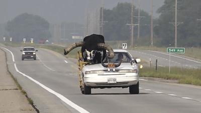 VÍDEO: Hombre pasea con su toro de copiloto por la autopista en Nebraska