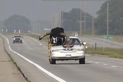 VÍDEO: Hombre pasea con su toro de copiloto por la autopista en Nebraska