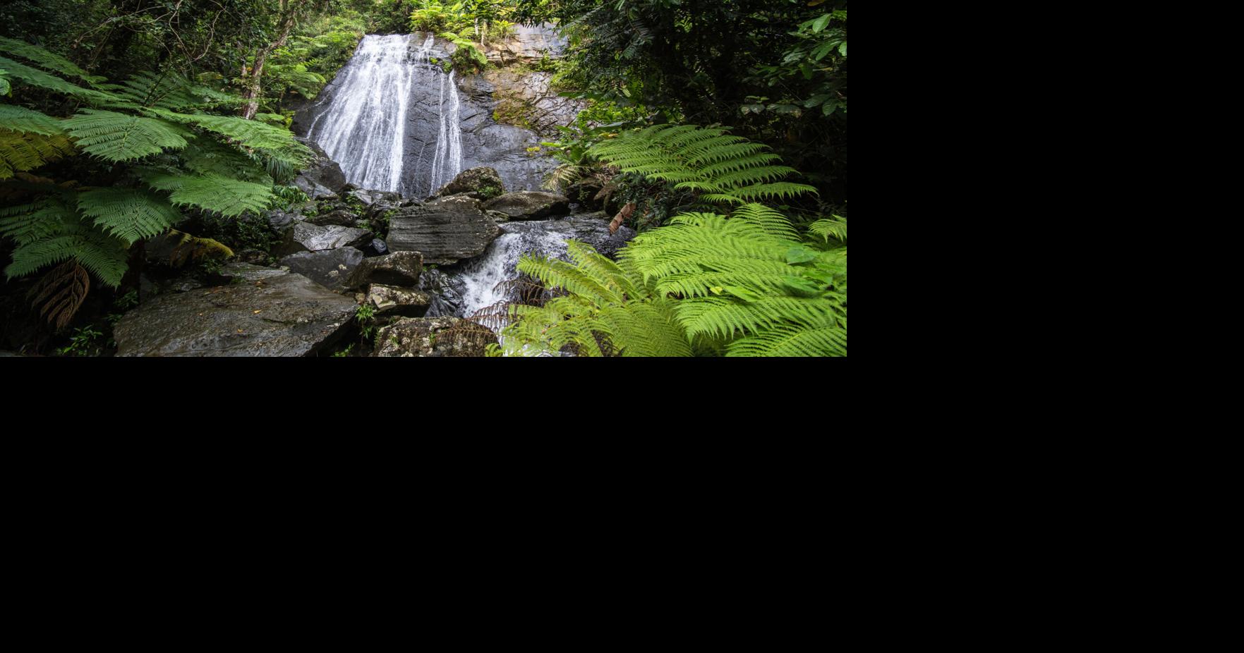 Buscan a cuatro personas atrapadas por corriente de agua en El Yunque