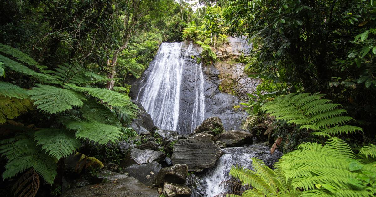 Buscan a cuatro personas atrapadas por corriente de agua en El Yunque
