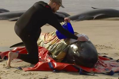 Rescatan a 32 ballenas varadas en una playa de Tasmania