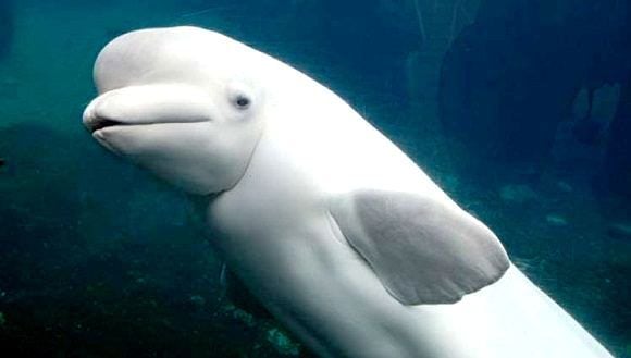 Declaran en peligro crítico de extinción al delfín del Atlántico 5a43b4fb11500.image