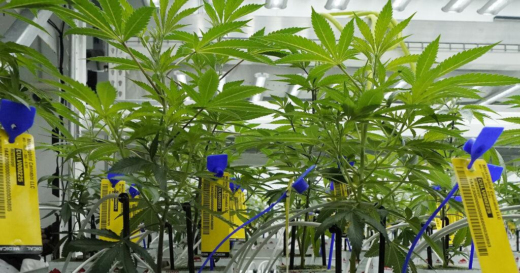 La Fortaleza sin postura ante reclasificación federal de la marihuana