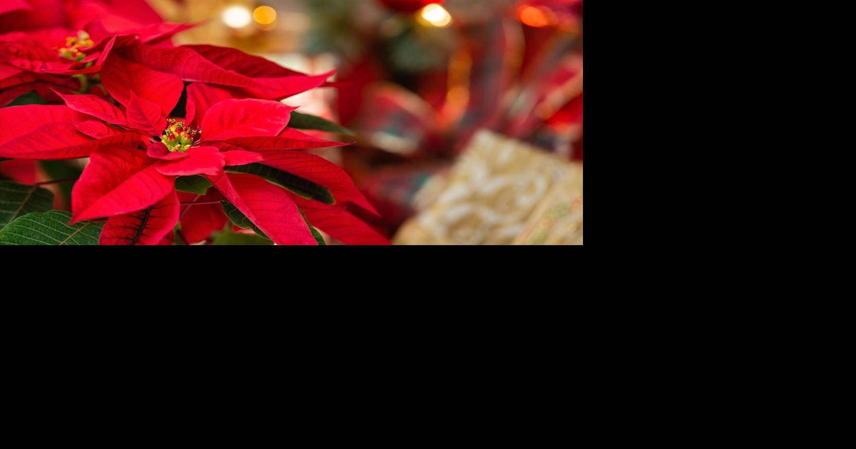Sequía y altos costos reducirán disponibilidad de pascuas para la Navidad en Puerto Rico