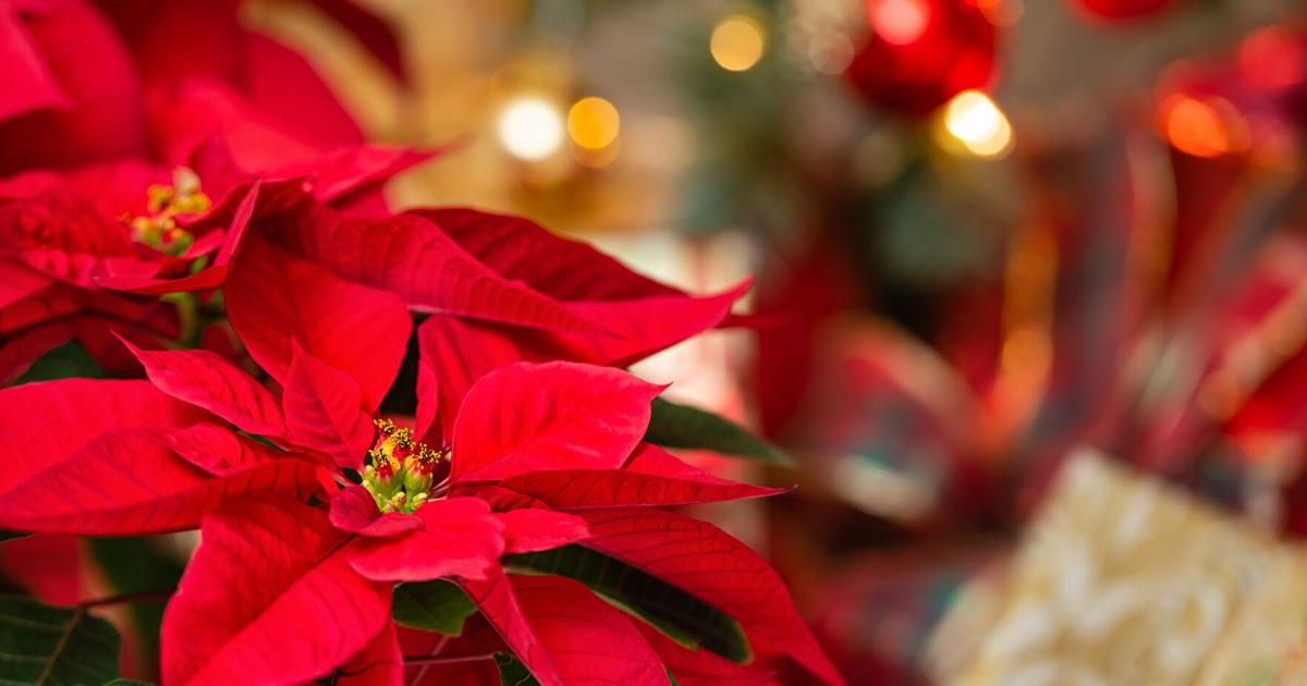 Sequía y altos costos reducirán disponibilidad de pascuas para la Navidad en Puerto Rico