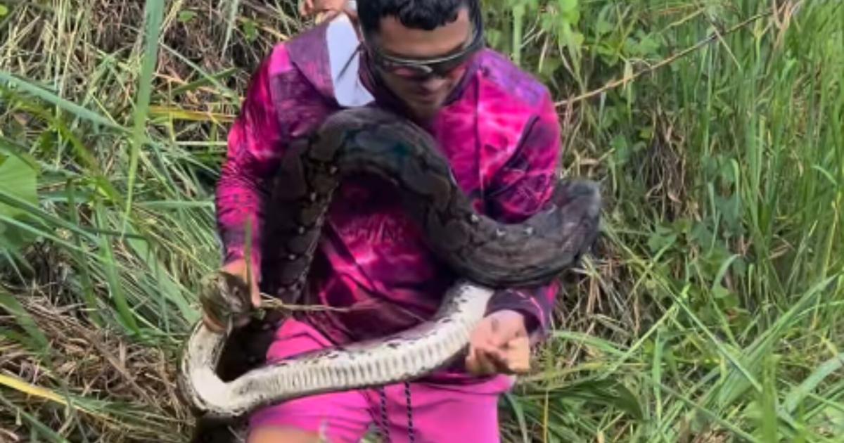 Gongo Morales captura pitón de 12 pies en Aguas Buenas y sufre cortadura en el proceso