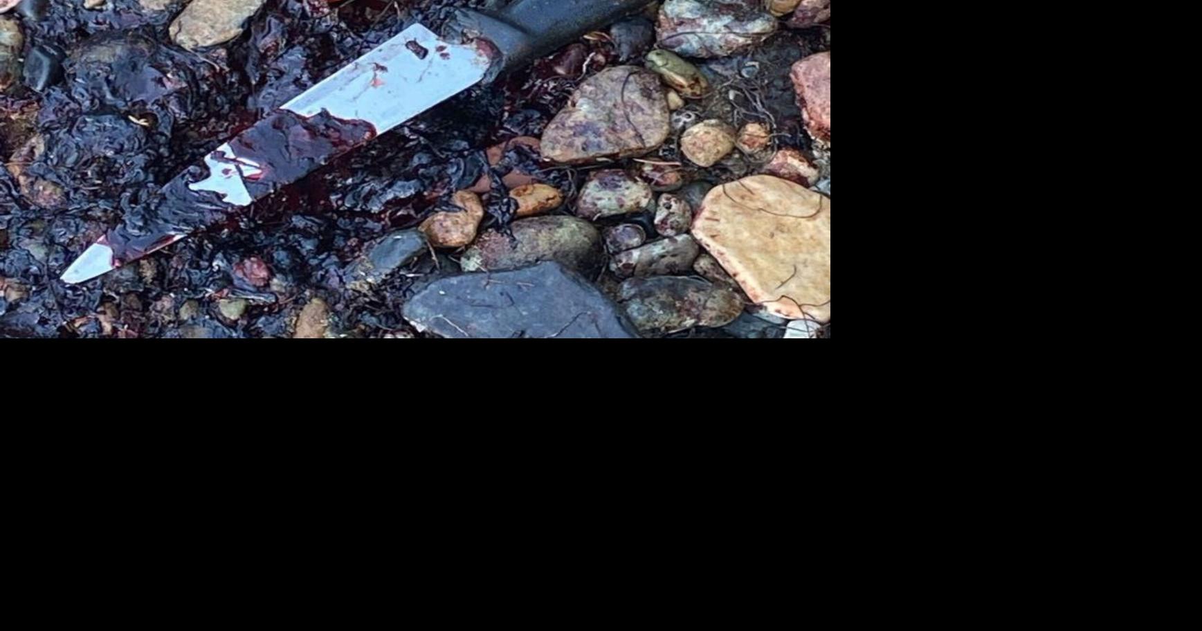 Dead turtle present in Guayama |  Agencies