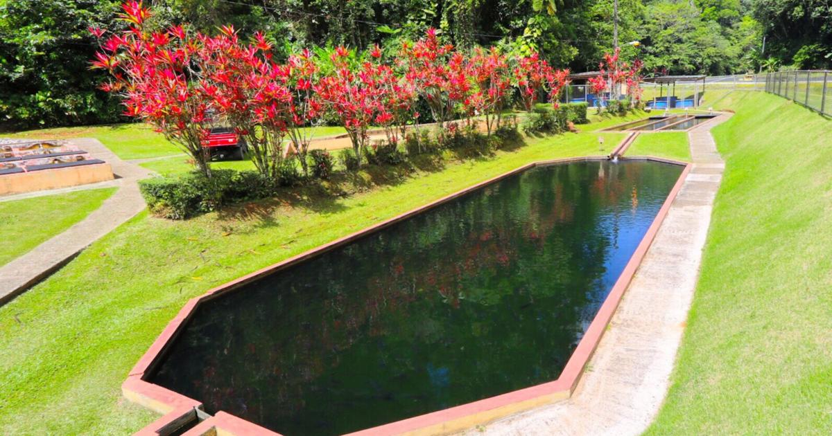 Vivero de Peces de Maricao inicia rehabilitación con $13 millones tras nueve años cerrado