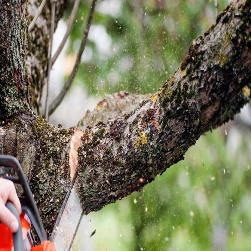 Antes de podar o remover un árbol... | Actualidad | elvocero.com