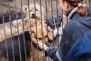 Imagen de la cobertura de: Adopción responsable de mascotas y compromiso de por vida