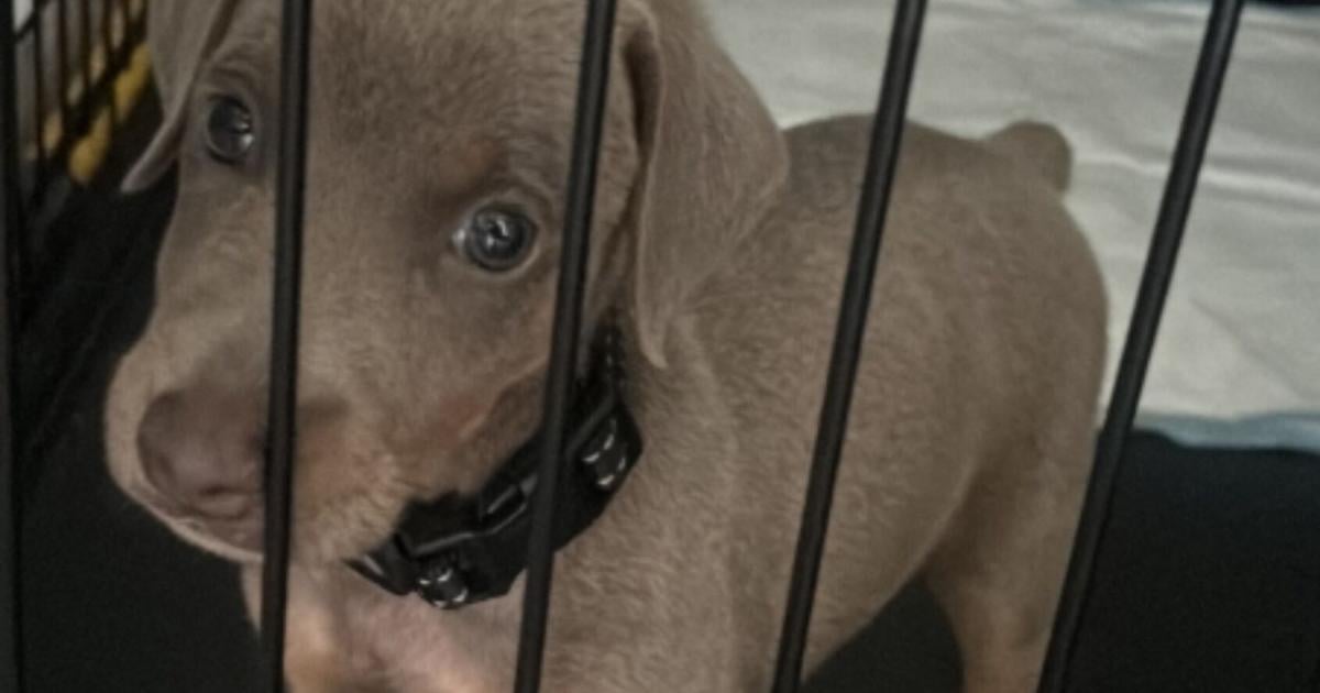 Creador de contenido "Gongo" llora la muerte de su perro "Loco" tras ser atropellado