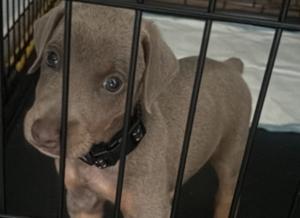 Imagen del artículo de El Vocero: Gongo lamenta muerte de su perro "Loco" tras ser atropellado