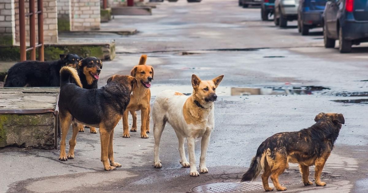 Anuncian feria con vacunación gratis para mascotas en San Juan
