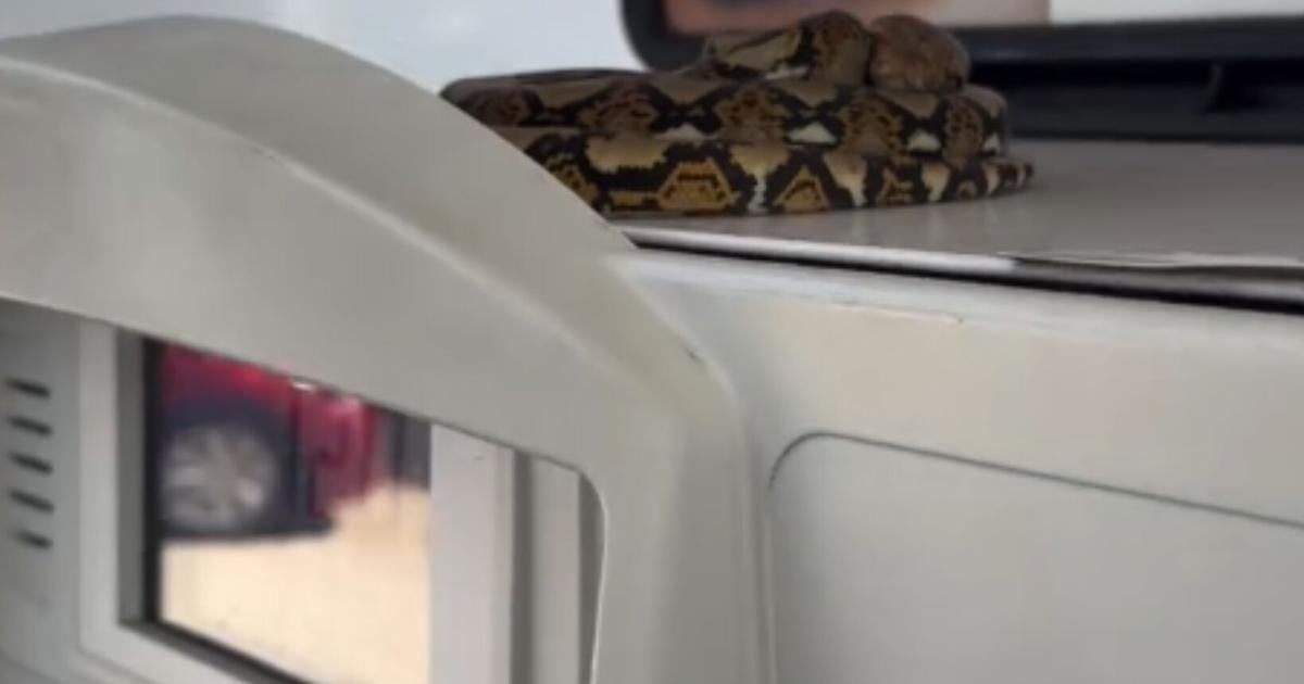 Capturan pitón reticulada en gasolinera de Guaynabo