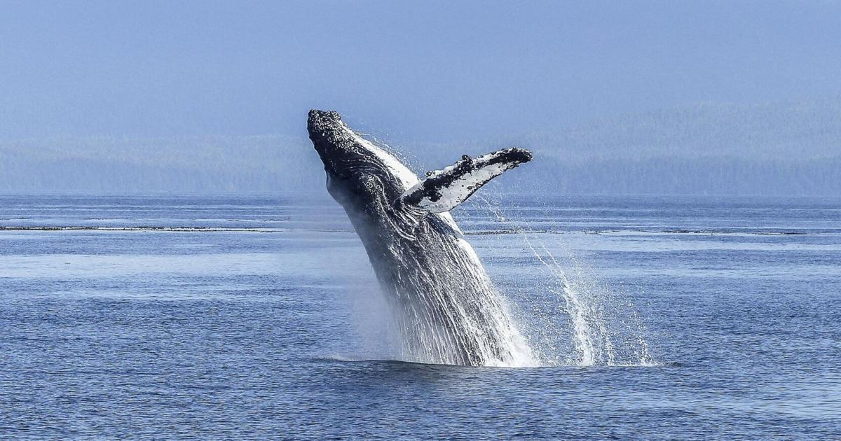 VIDEO: Regresan las ballenas jorobadas a la costa de Rincón