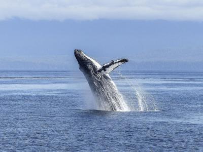 Video: una ballena jorobada da un gran salto y termina golpeando un bote