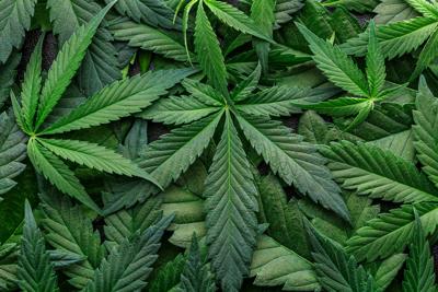 Expectativa ante plan de clasificar la marihuana como menos peligrosa