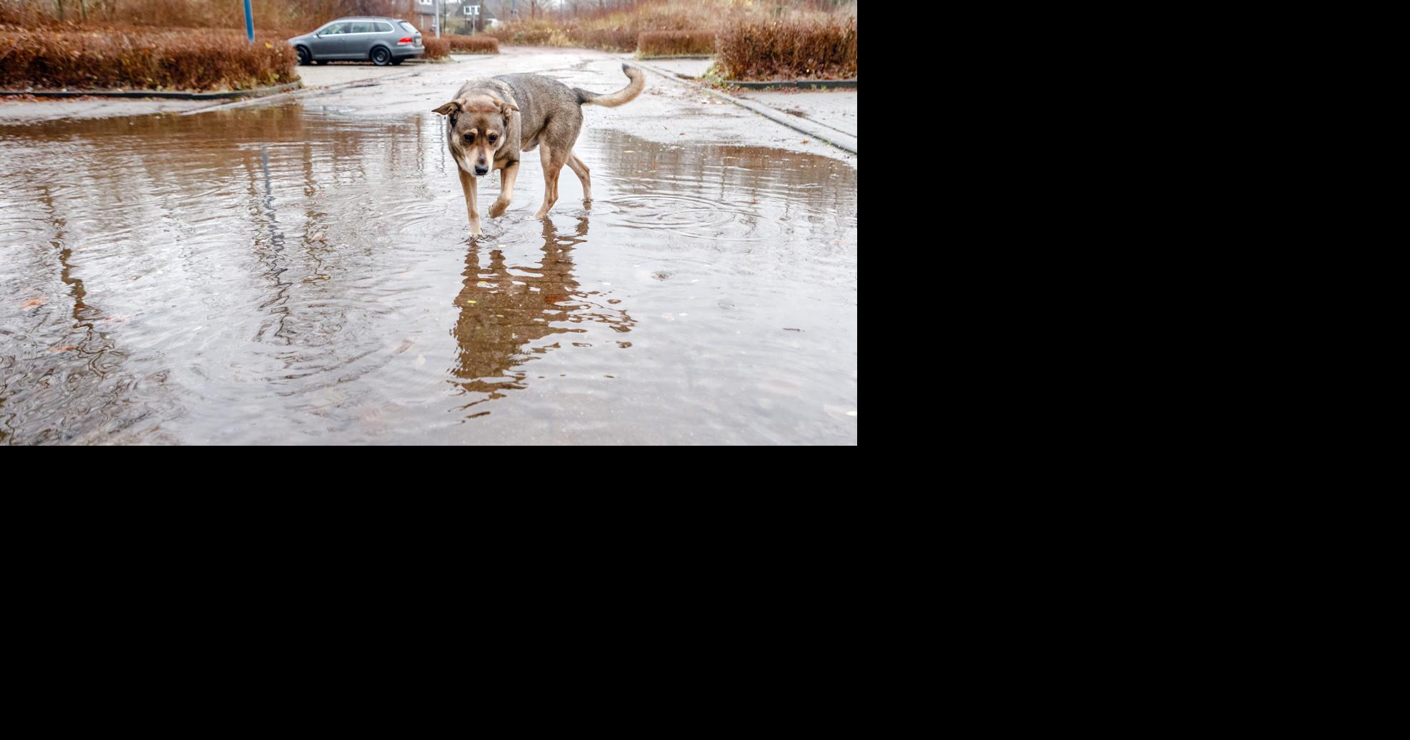 Descubre cómo la fundación Ayuda a un realengo busca financiar atención veterinaria para animales realengos en Puerto Rico.