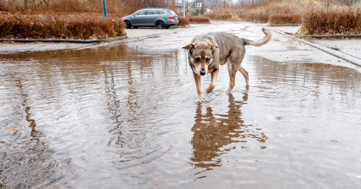Buscan establecer fondo de emergencia para animales callejeros