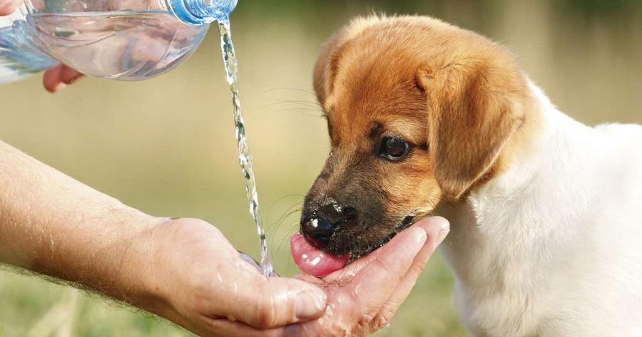 ¿Cómo proteger a las mascotas durante la sequía en Puerto Rico?
