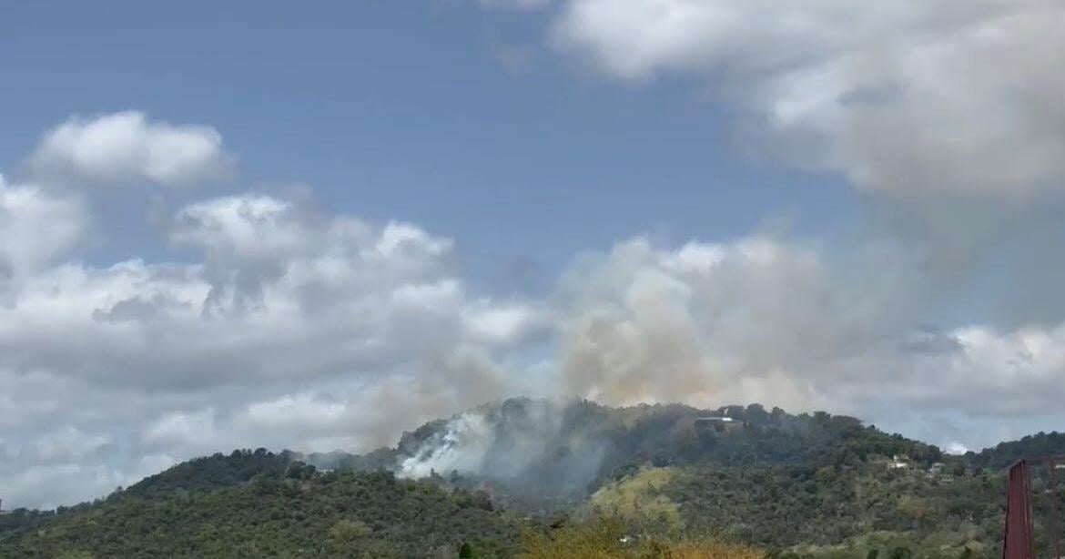 Incendio forestal moviliza múltiples agencias de emergencia en Gurabo