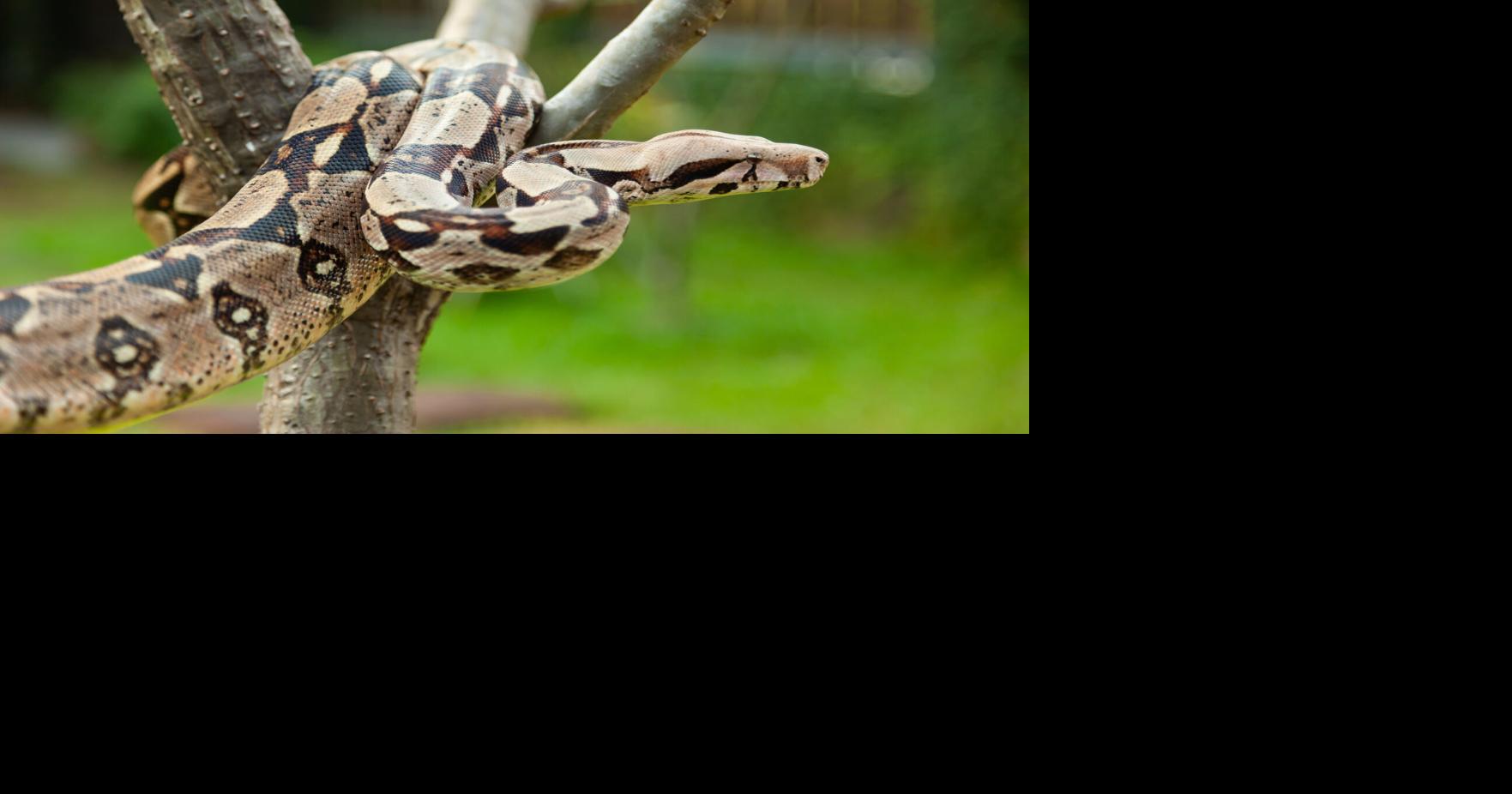 DRNA captura 169 boas constrictoras en menos de dos meses en Puerto Rico