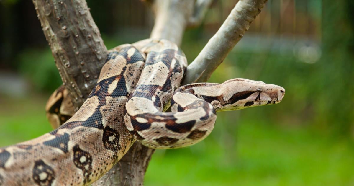 DRNA captura 169 boas constrictoras en menos de dos meses en Puerto Rico