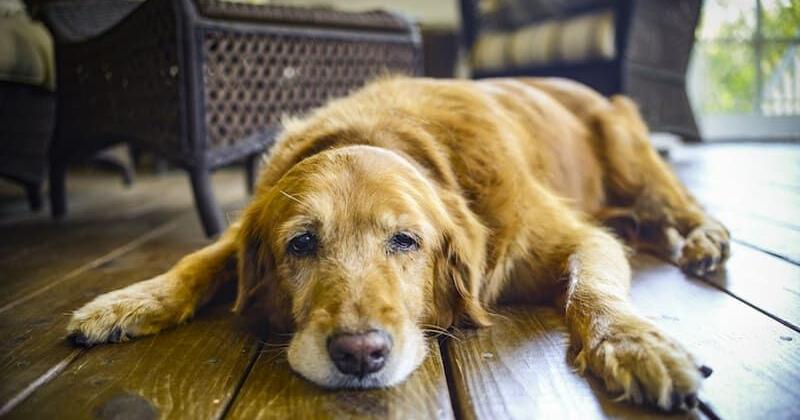 Esta condición silenciosa que puede afectar la calidad de vida de tu mascota
